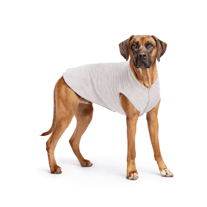 Rhodesian Ridgeback is standing wearing a Pebble grey Sun Tee in front of a white background
