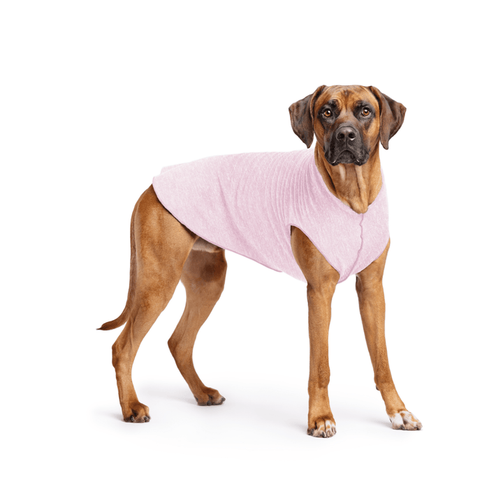 Rhodesian Ridgeback is standing wearing a Pink Lemonade Sun Tee in front of a white background