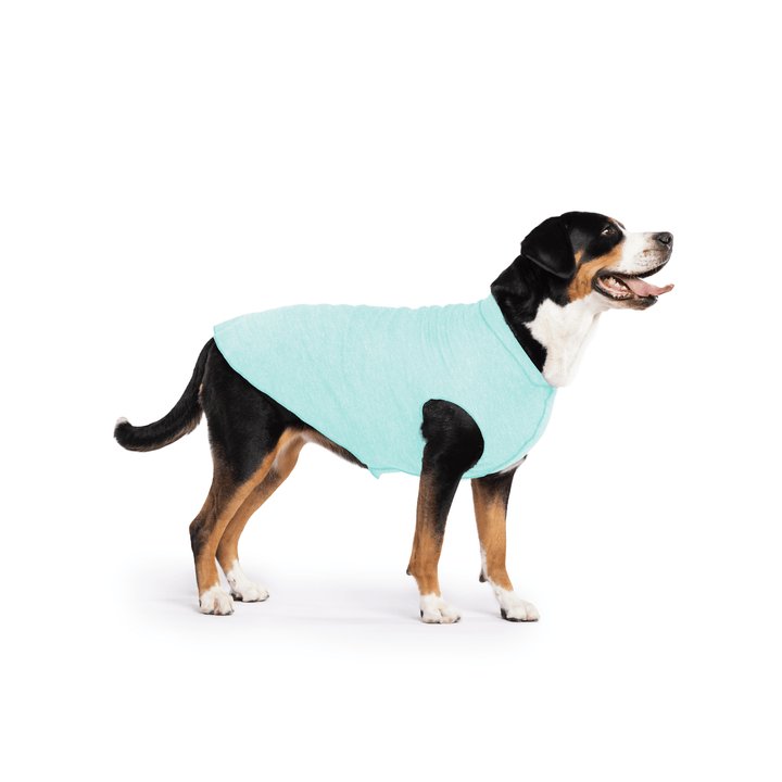 Greater Swiss Mountain Dog is standing wearing a Baja Beach blue Sun Tee in front of a white background