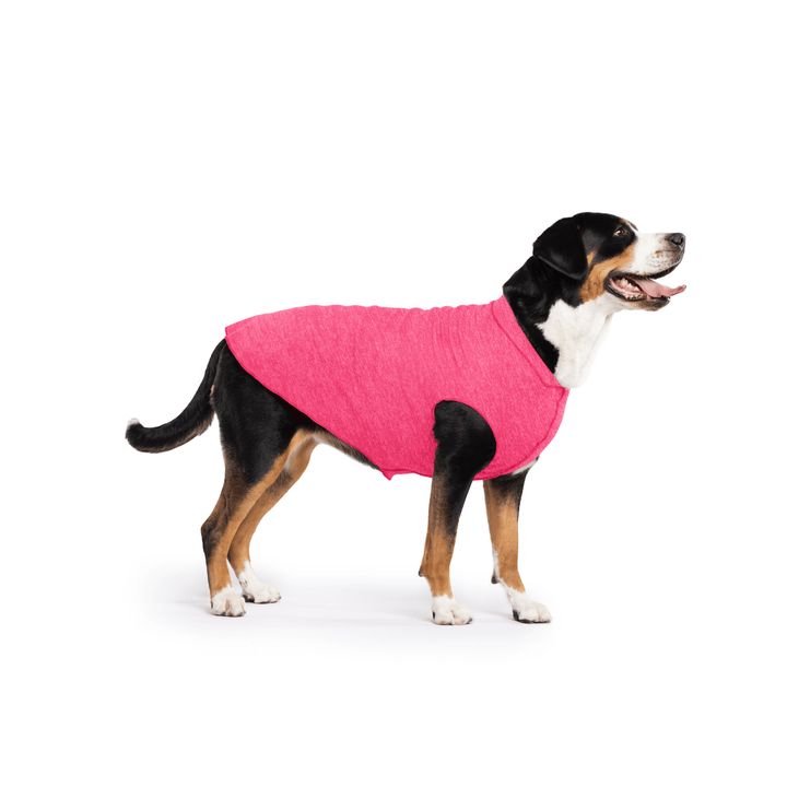 Greater Swiss Mountain Dog is standing wearing a Flamingo pink Sun Tee in front of a white background