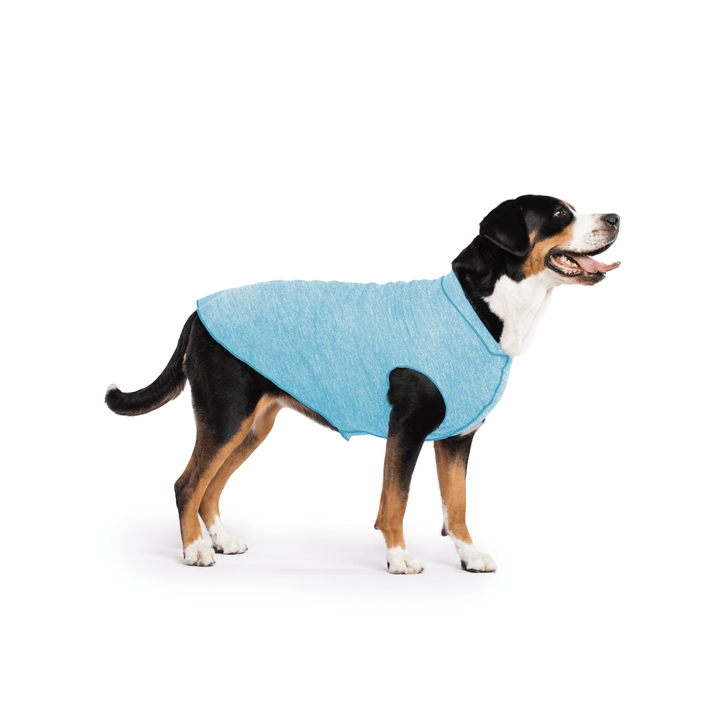 Greater Swiss Mountain Dog is standing wearing an Ocean blue Sun Tee in front of a white background