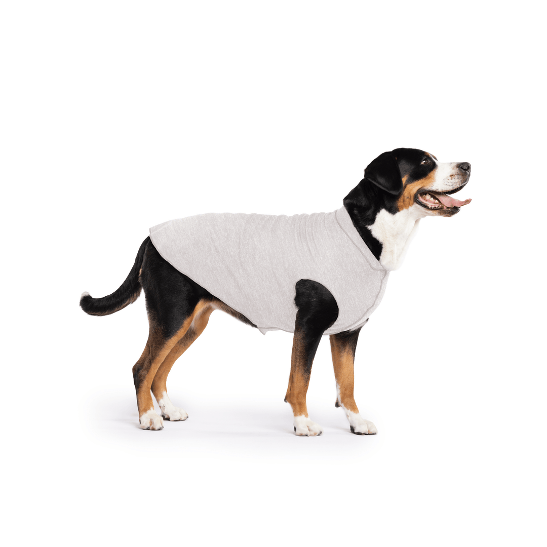 Greater Swiss Mountain Dog is standing wearing a Pebble grey Sun Tee in front of a white background