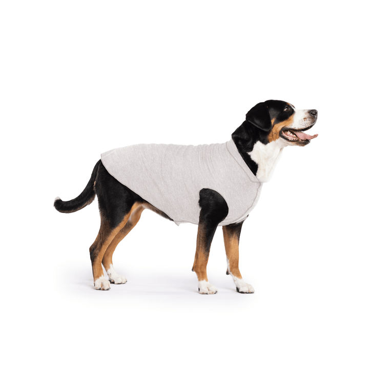 Greater Swiss Mountain Dog is standing wearing a Pebble grey Sun Tee in front of a white background