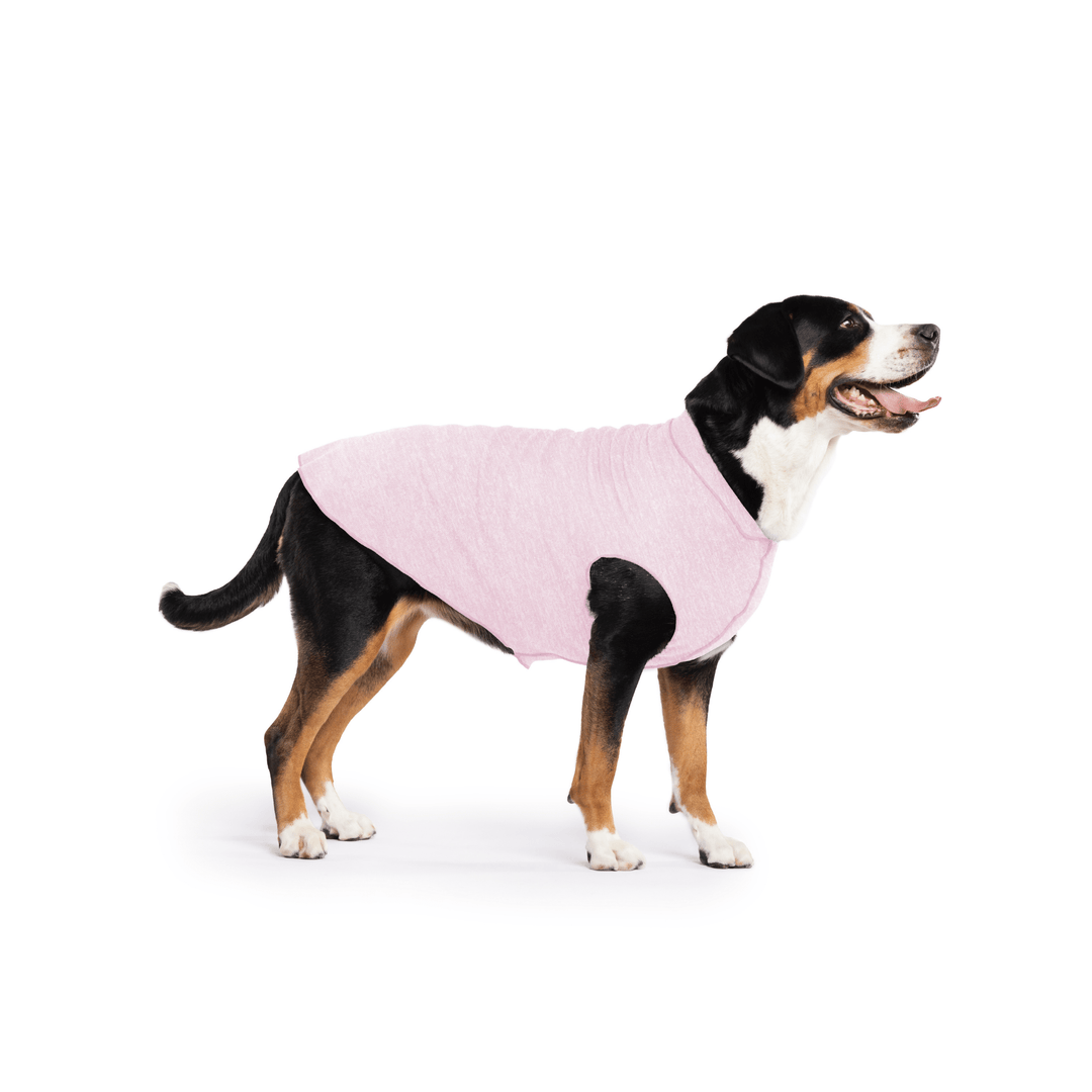 Greater Swiss Mountain Dog is standing wearing a Pink Lemonade Sun Tee in front of a white background