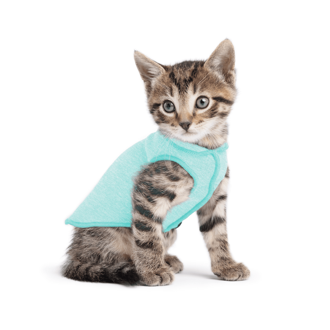 A kitten wearing a baja blue sun shield tee