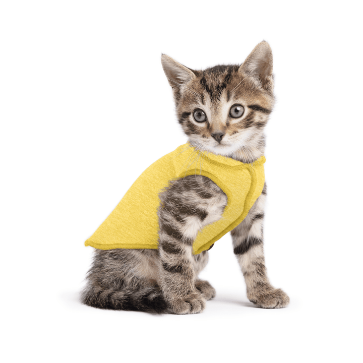 A kitten wearing a butter yellow sun shield tee
