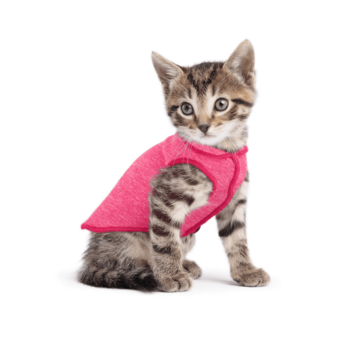 A kitten wearing a flamingo pink sun shield tee