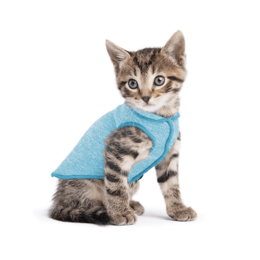 A kitten wearing a ocean blue sun shield tee