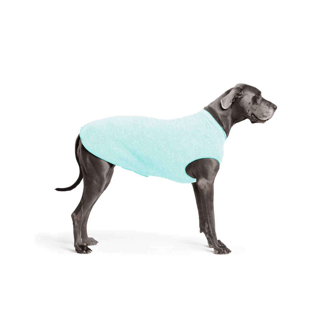 Great Dane is standing wearing a Baja Beach blue Sun Tee in front of a white background