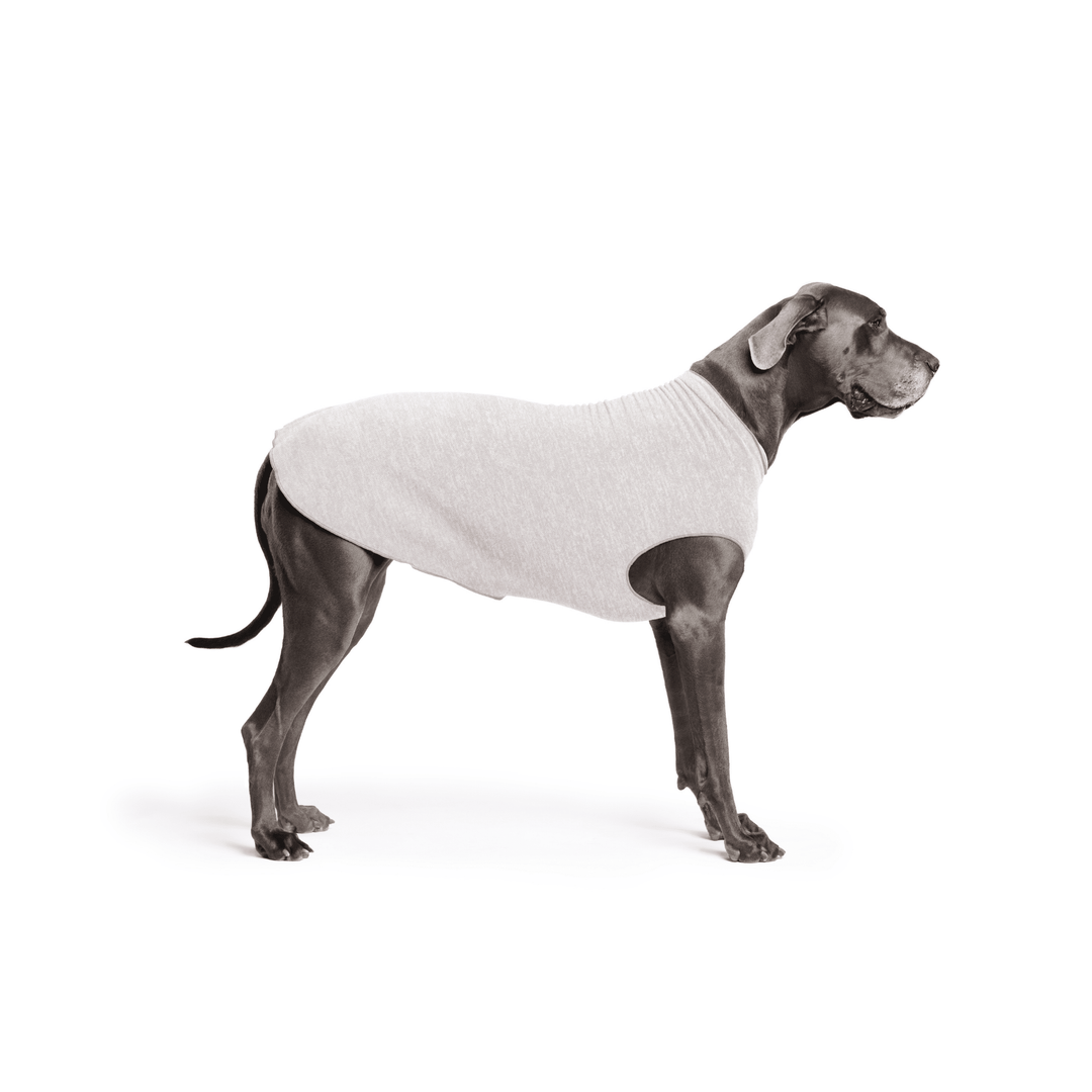 Great Dane is standing wearing a Pebble grey Sun Tee in front of a white background