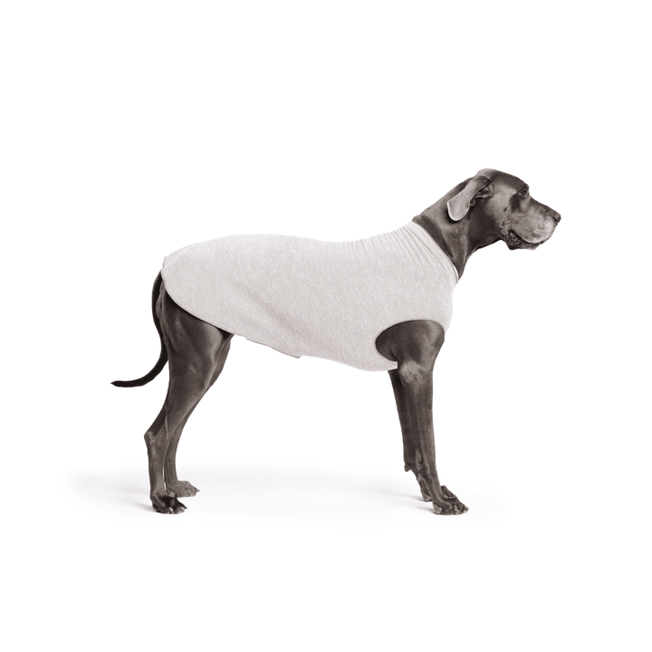Great Dane is standing wearing a Pebble grey Sun Tee in front of a white background