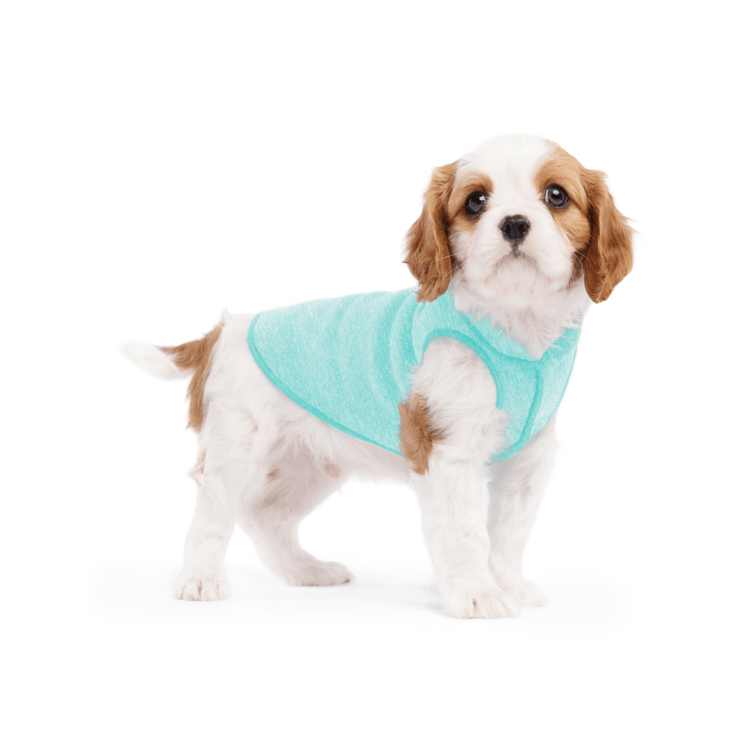 A puppy wearing a baja blue sun shield tee