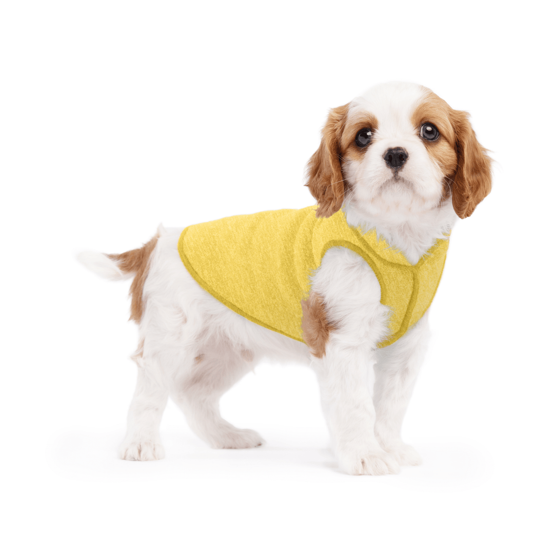 A puppy wearing a butter yellow sun shield tee