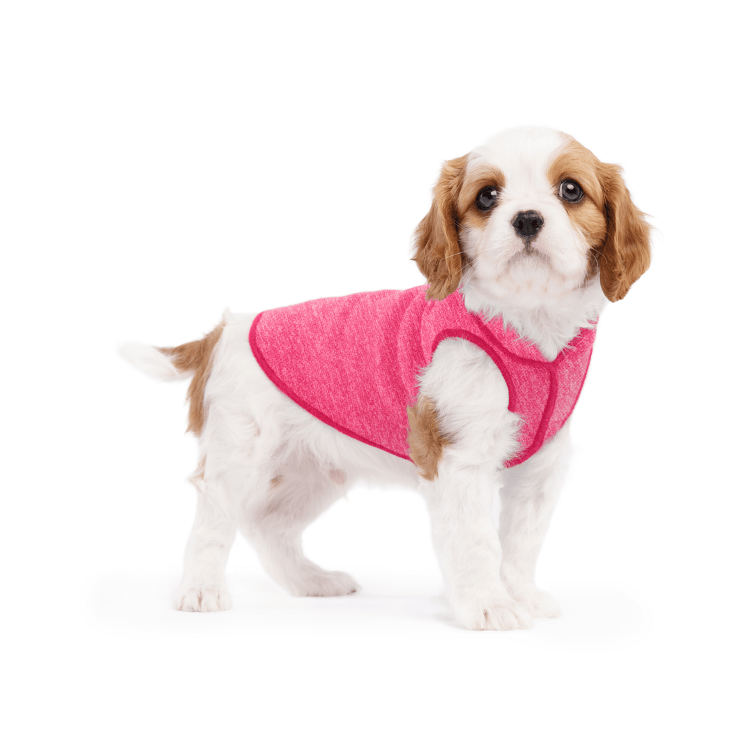 A puppy wearing a flamingo pink sun shield tee
