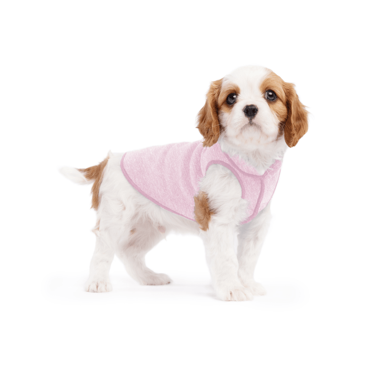 A cavalier puppy wearing a light pink lemonade sun tee on a white background