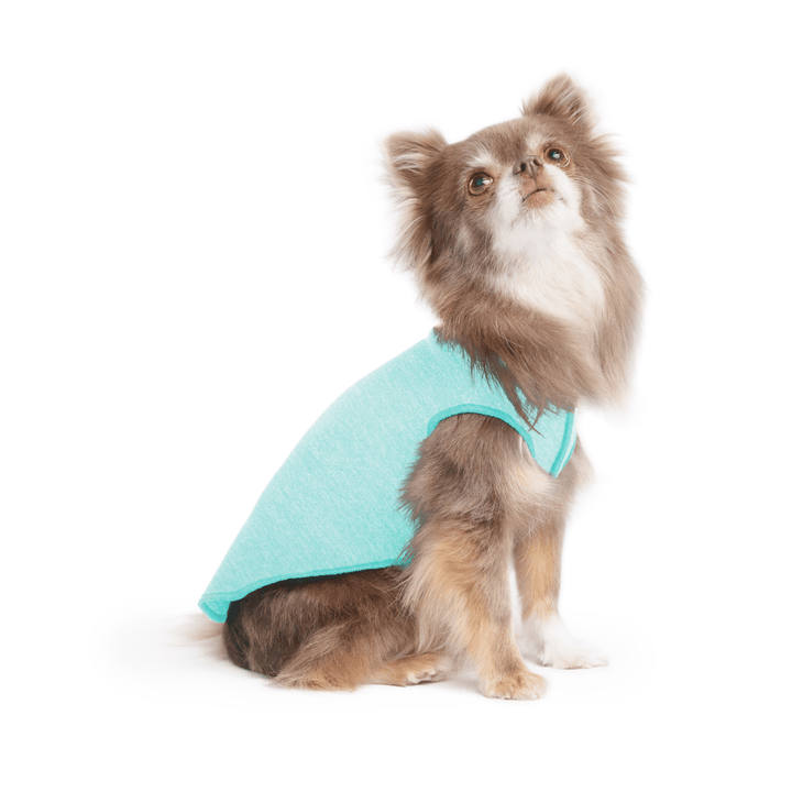 A long haired chihuahua wearing a baja beach blue Sun Tee on a white background