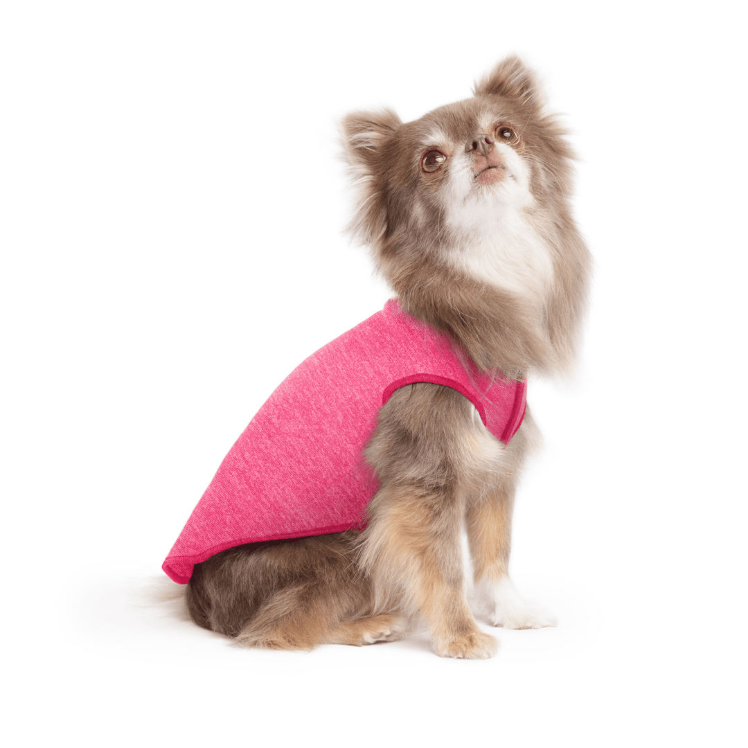 A long haired chihuahua wearing a bright flamingo pink Sun Tee on a white background