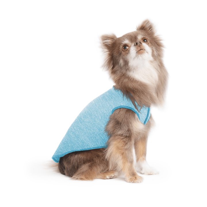 A long haired chihuahua wearing an ocean blue Sun Tee on a white background