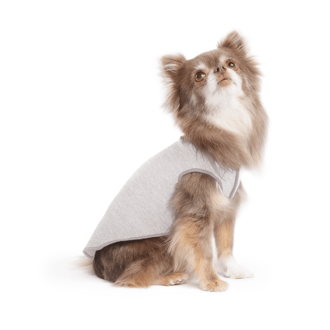 A long haired chihuahua wearing a pebble grey Sun Tee on a white background