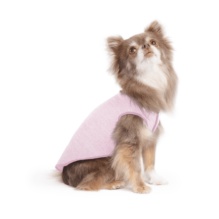 A long haired chihuahua wearing a light pink lemonade Sun Tee on a white background