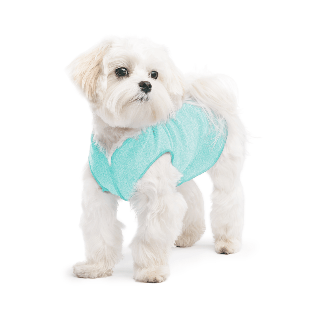 A white maltese dog wearing a baja beach blue Sun Tee on a white background