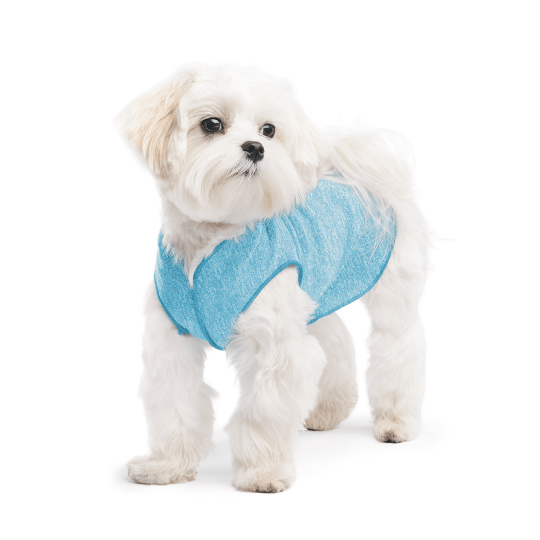 A white maltese dog wearing an Ocean blue Sun Tee on a white background