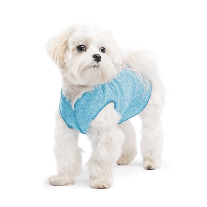 A white maltese dog wearing an Ocean blue Sun Tee on a white background