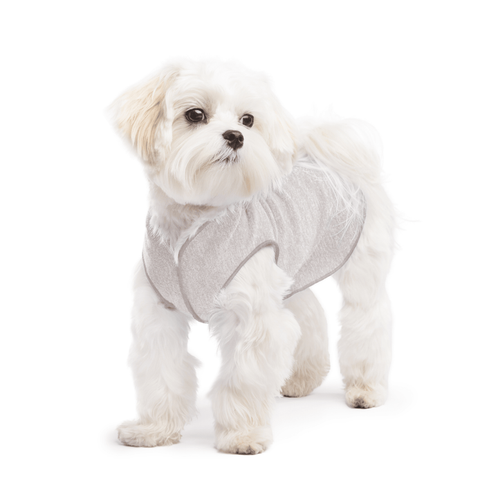 A white maltese dog wearing a pebble grey Sun Tee on a white background