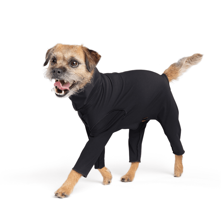A Border Terrier stands wearing a Black Sun Suit in front of a white background