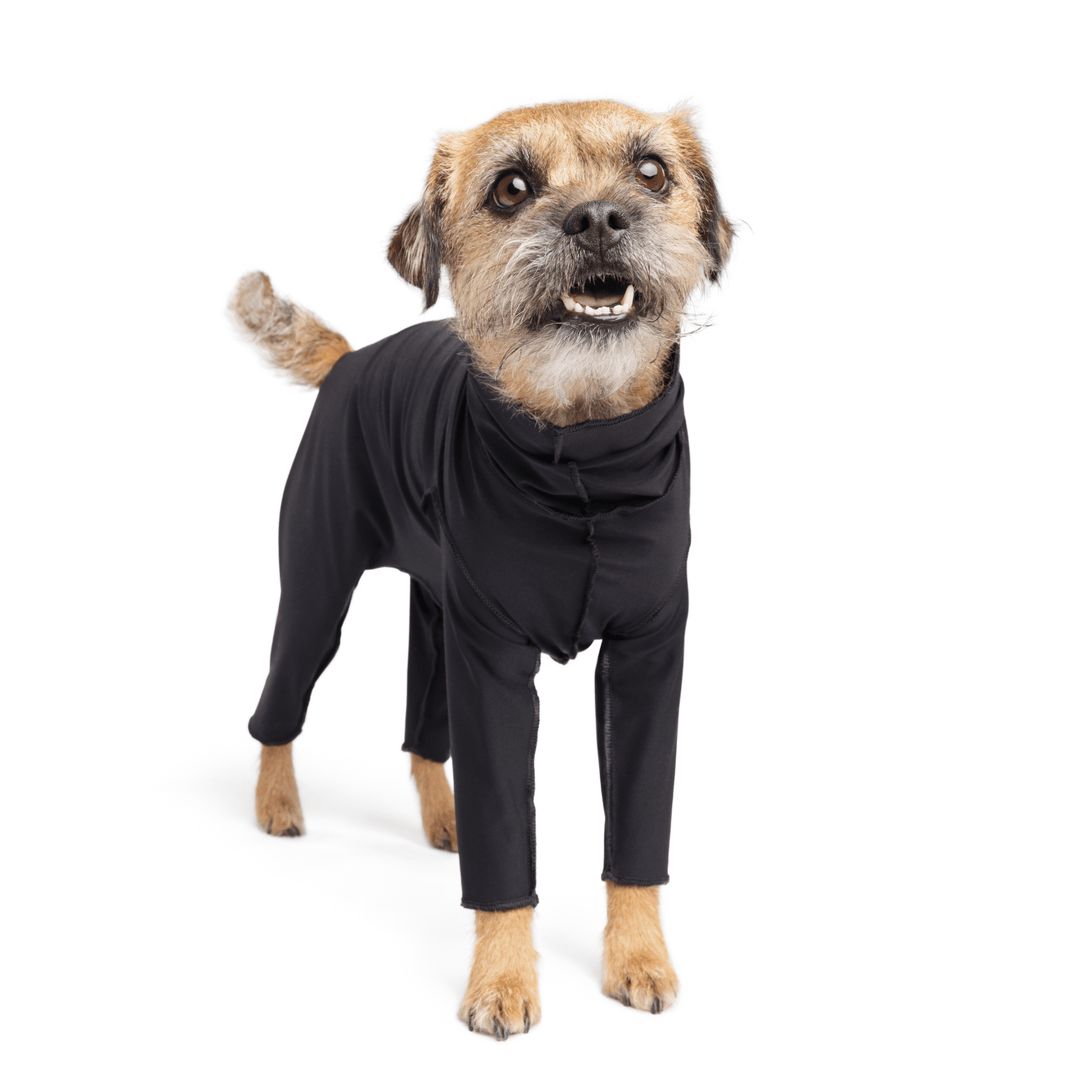 A Border Terrier stands wearing a Black Sun Suit in front of a white background