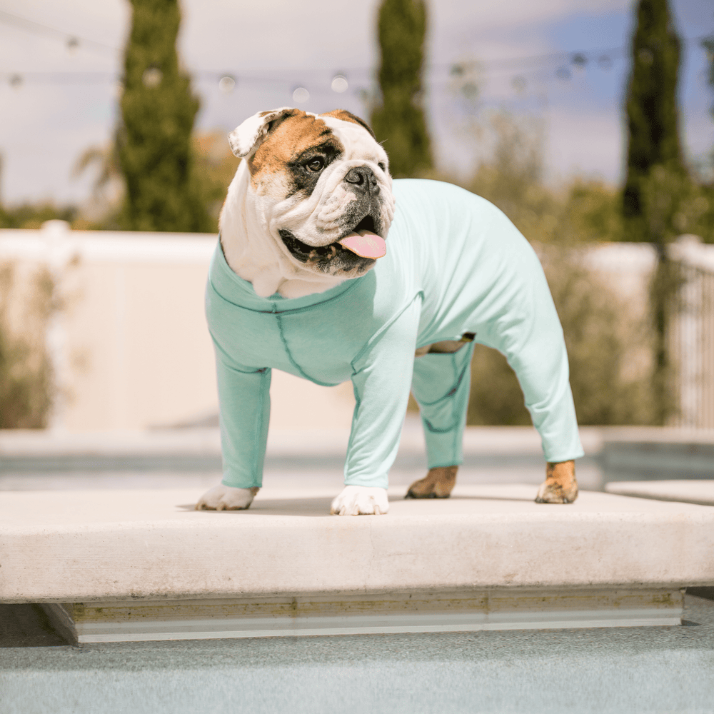 An English Bulldog stands on a patio wearing a Baja Beach Blue Sun Suit