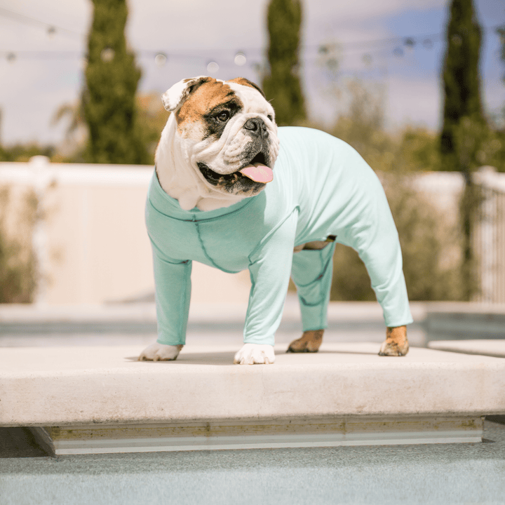 An English Bulldog stands on a patio wearing a Baja Beach Blue Sun Suit