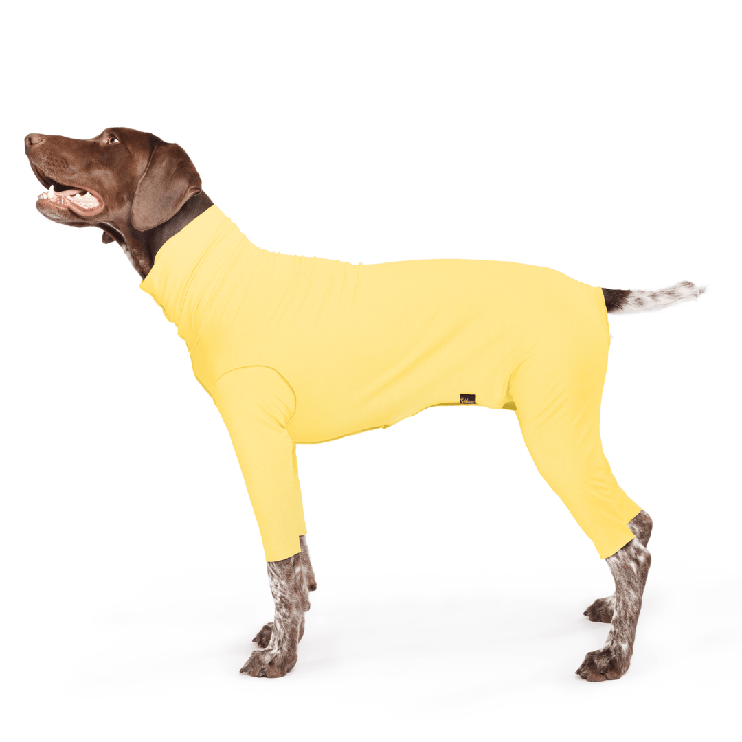 A German Shorthair Pointer stands wearing a Butter yellow Sun Suit in front of a white background