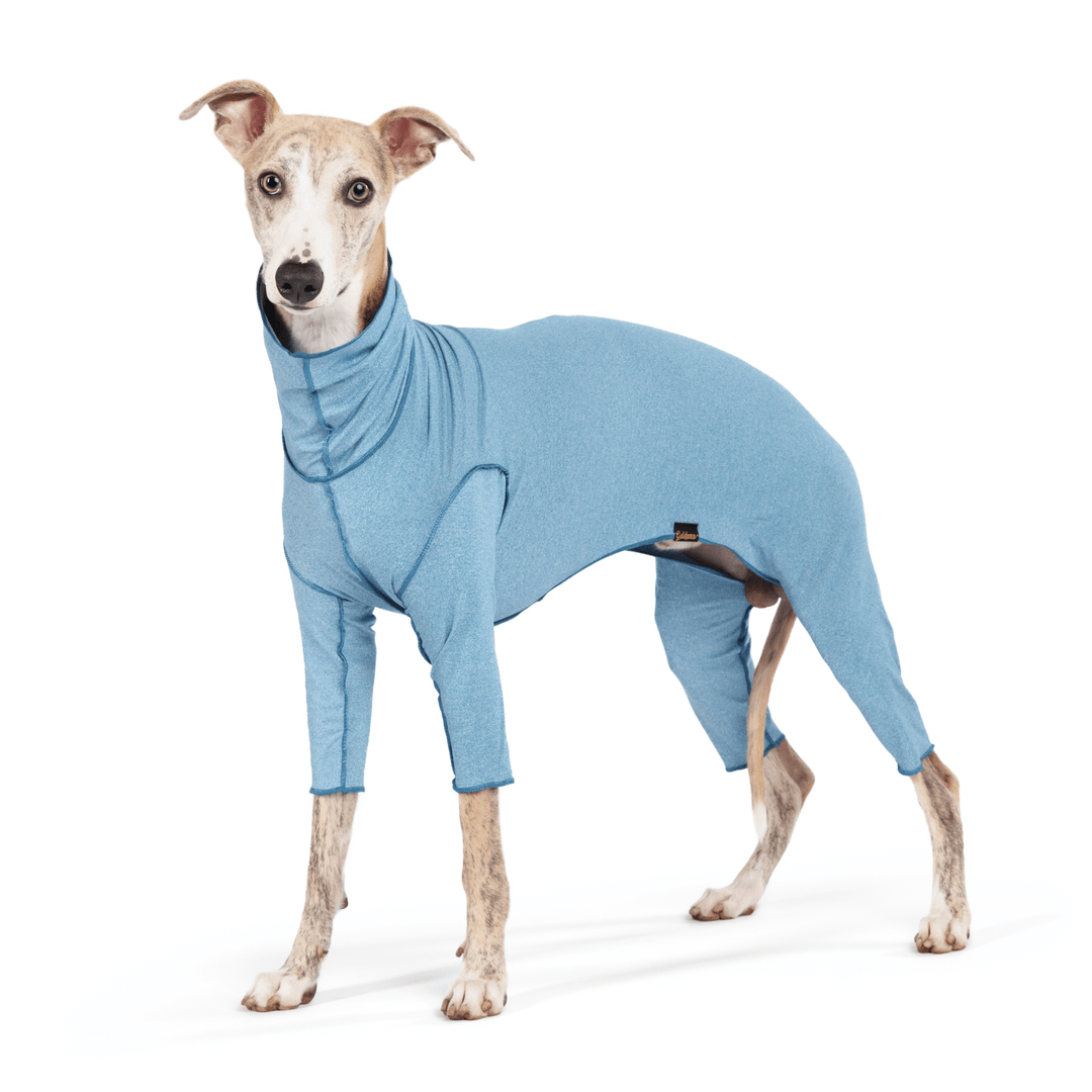 A Whippet stands wearing an Ocean Blue Sun Suit in front of a white background