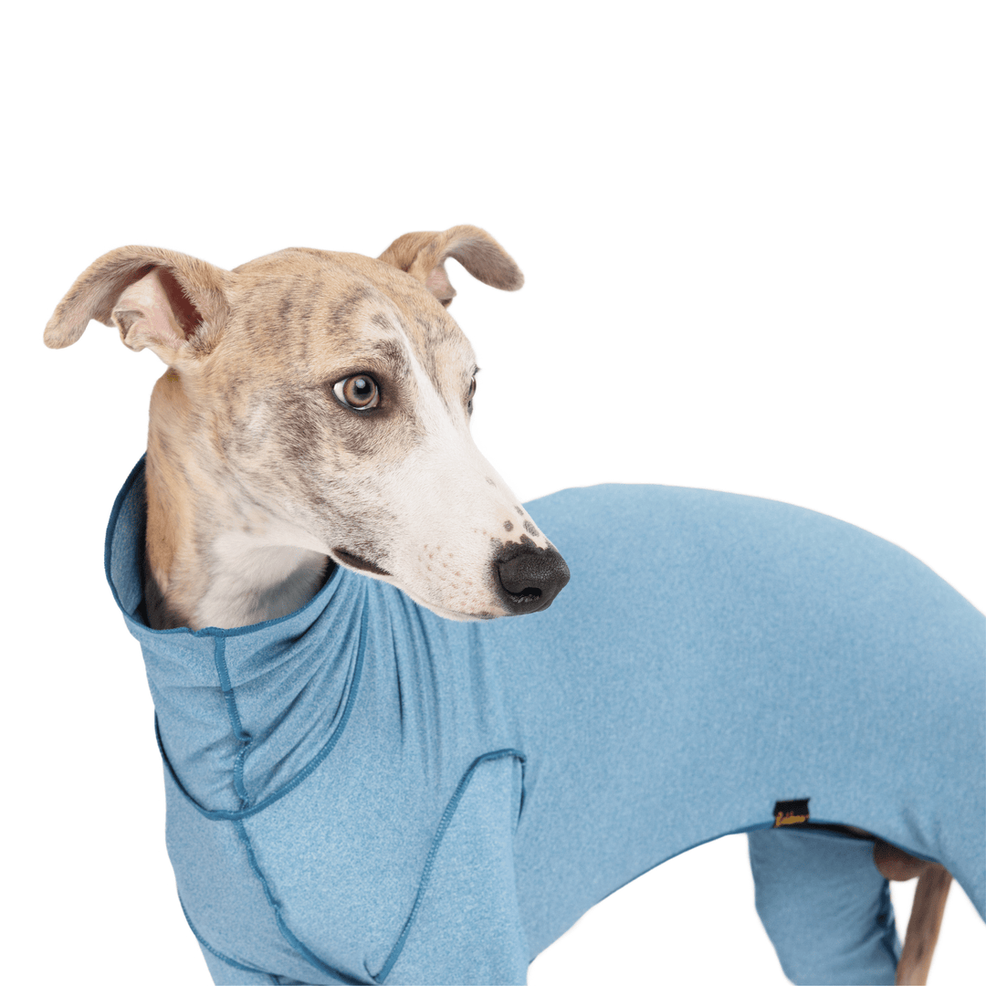 A Whippet stands wearing an Ocean Blue Sun Suit in front of a white background