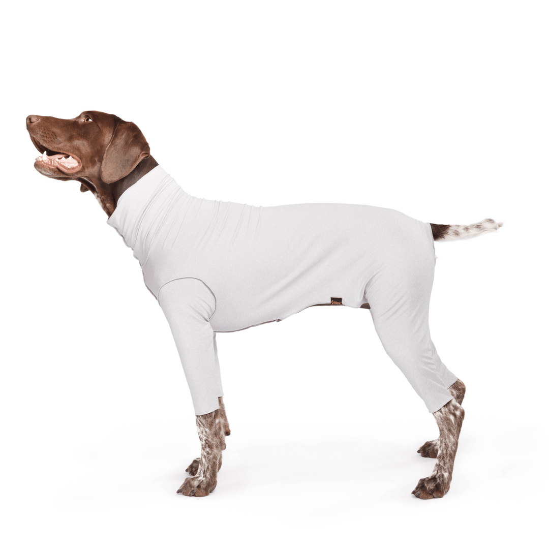 A German Shorthair Pointer stands wearing a Pebble Grey Sun Suit in front of a white background