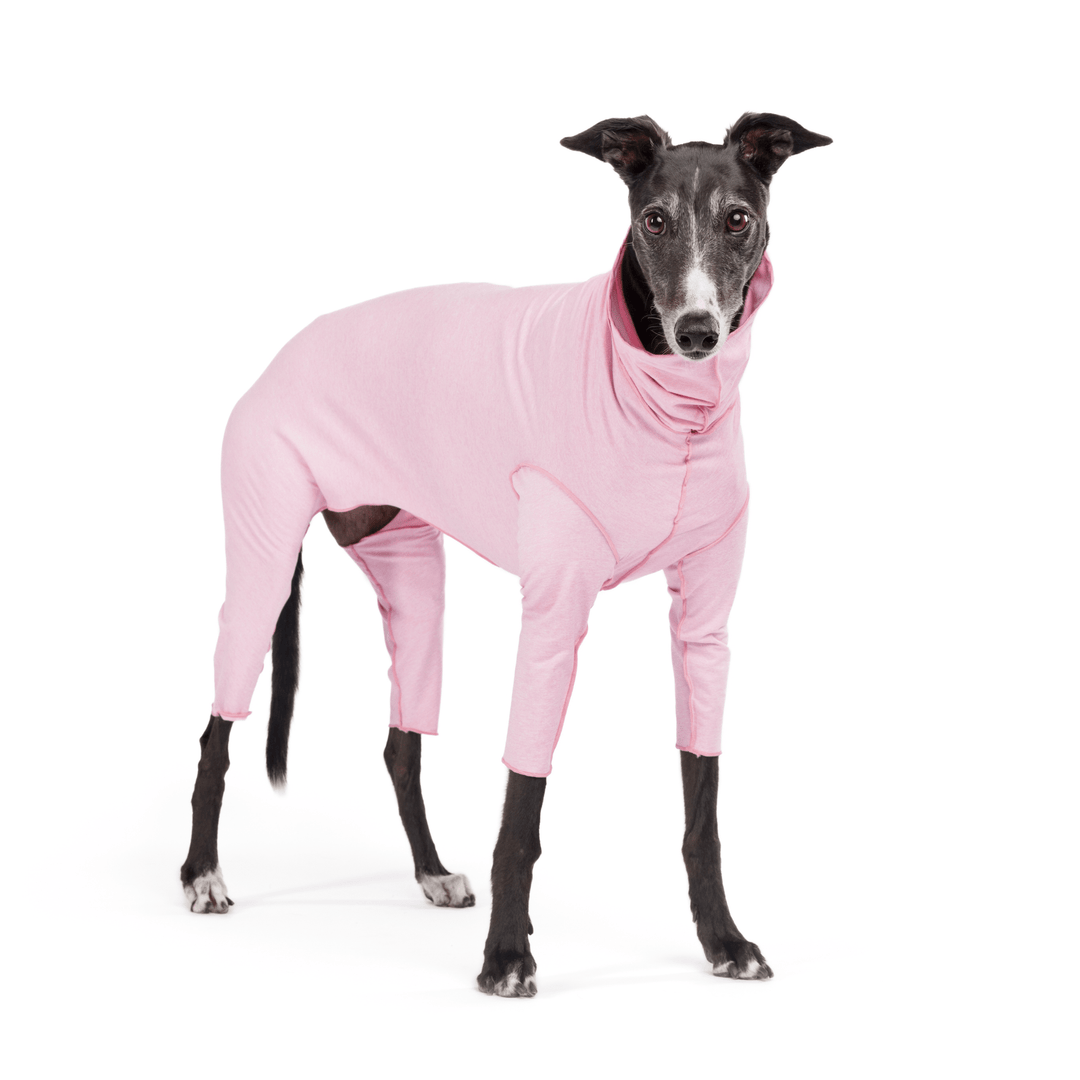 A Greyhound stands wearing a Pink Lemonade Sun Suit in front of a white background