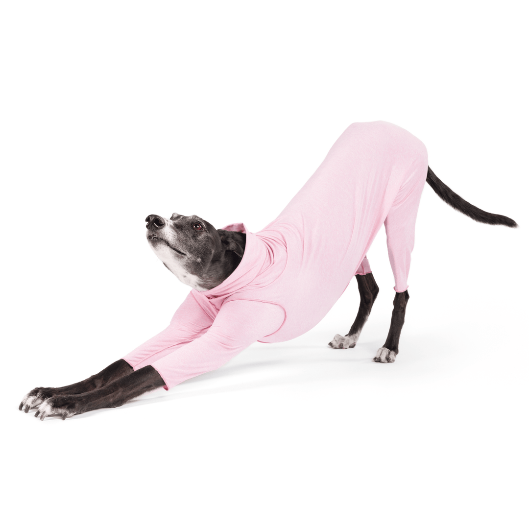 A Greyhound stretches wearing a Pink Lemonade Sun Suit in front of a white background