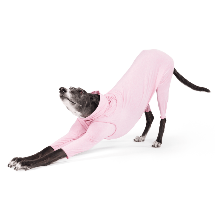 A Greyhound stretches wearing a Pink Lemonade Sun Suit in front of a white background