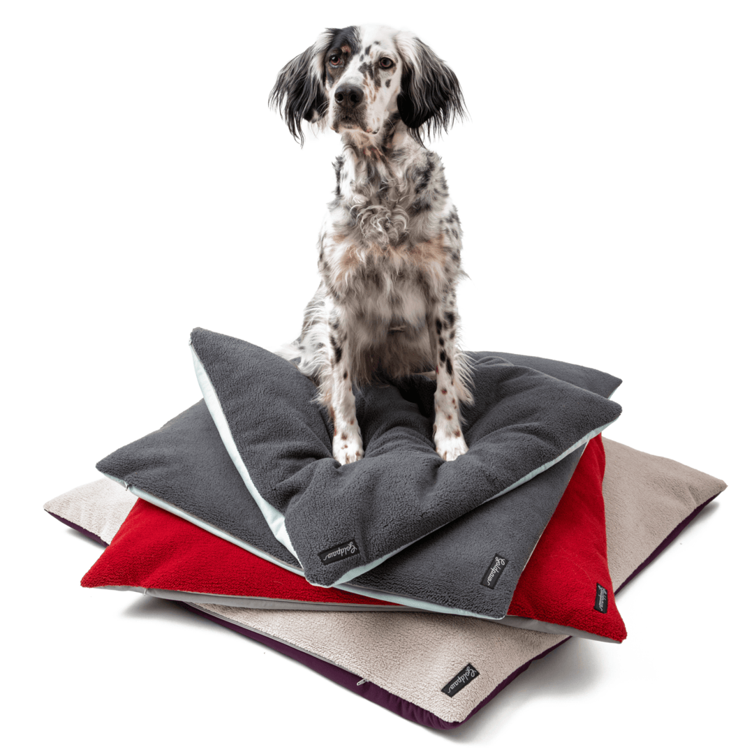 A Setter sitting on a stack of gray, red, and beige dog beds with a white background