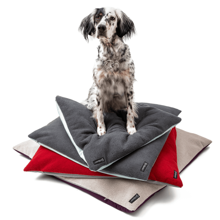 A Setter sitting on a stack of gray, red, and beige dog beds with a white background