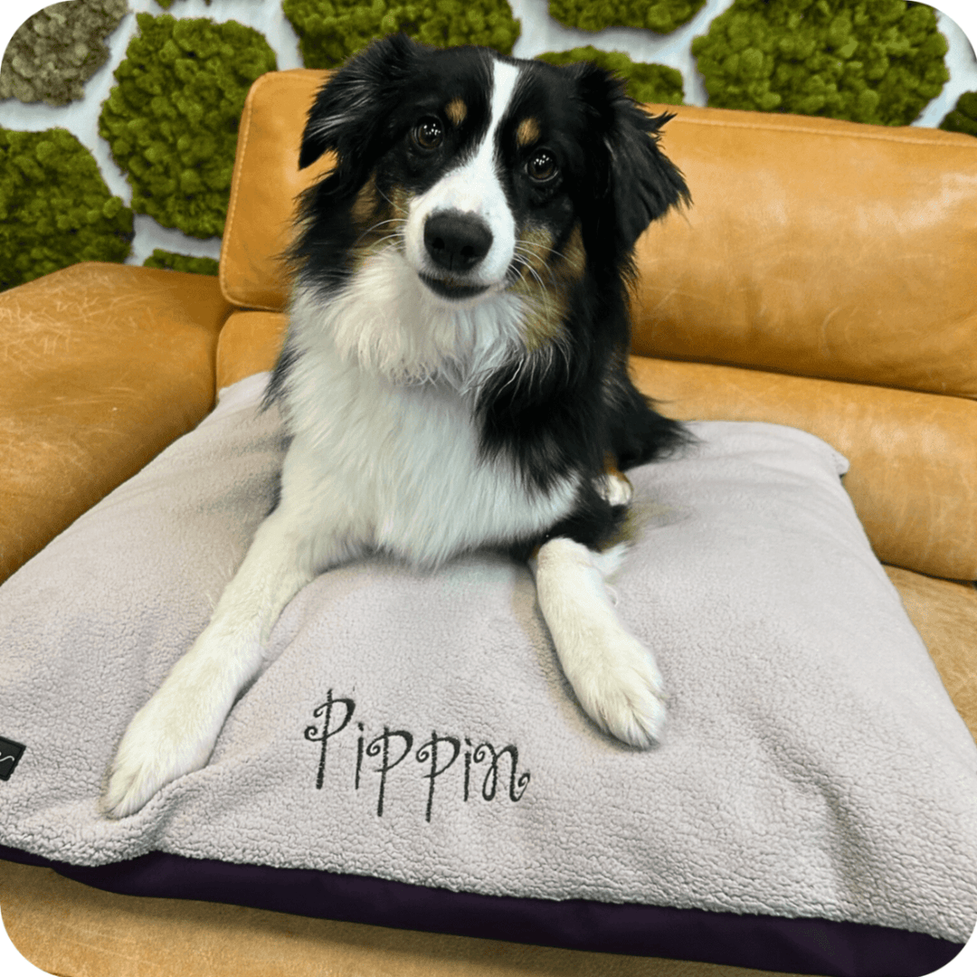 A dog lays on a dog bed embroidered with the name 'Pippin'
