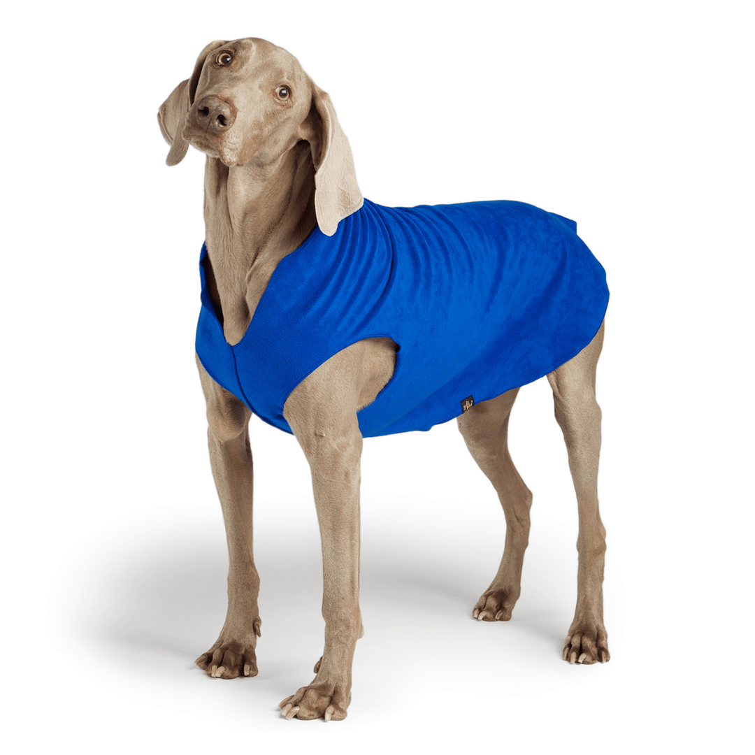 A Weimaraner stands wearing a cobalt Stretch fleece in front of a white background. 