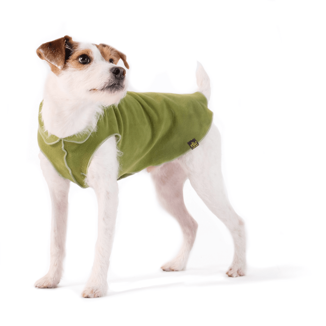 A Russell type terrier is standing wearing a moss green stretch fleece in front of a white background