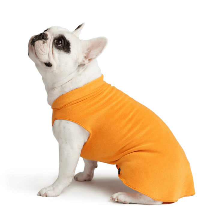 A French Bulldog sits wearing a blaze orange stretch fleece in front of a white background