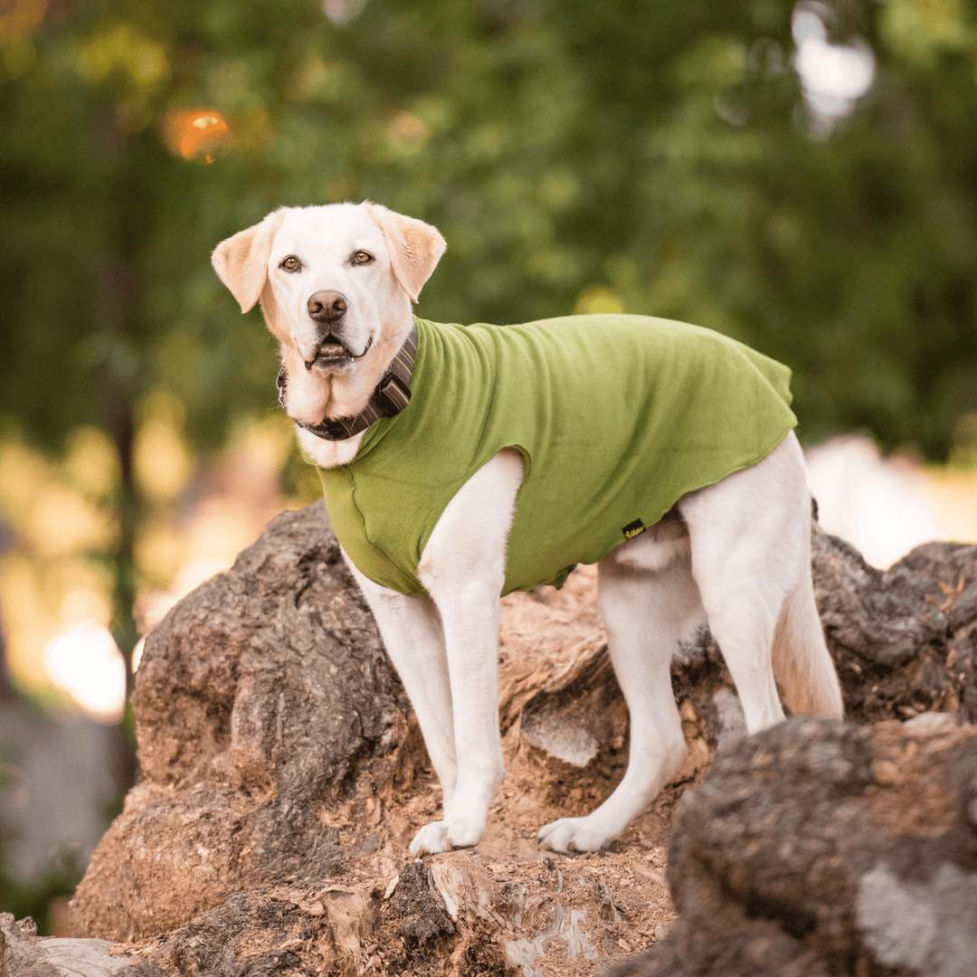 A Yellow Lab wearing a moss green stretch fleece and a brown striped swiftlock collar stands on a rock formation outside.