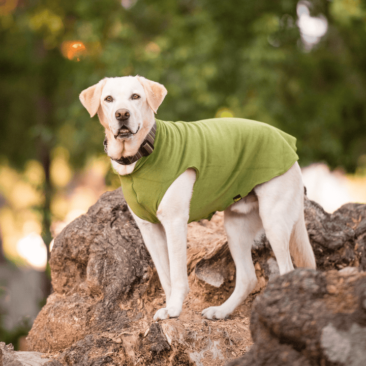 A Yellow Lab wearing a moss green stretch fleece and a brown striped swiftlock collar stands on a rock formation outside.