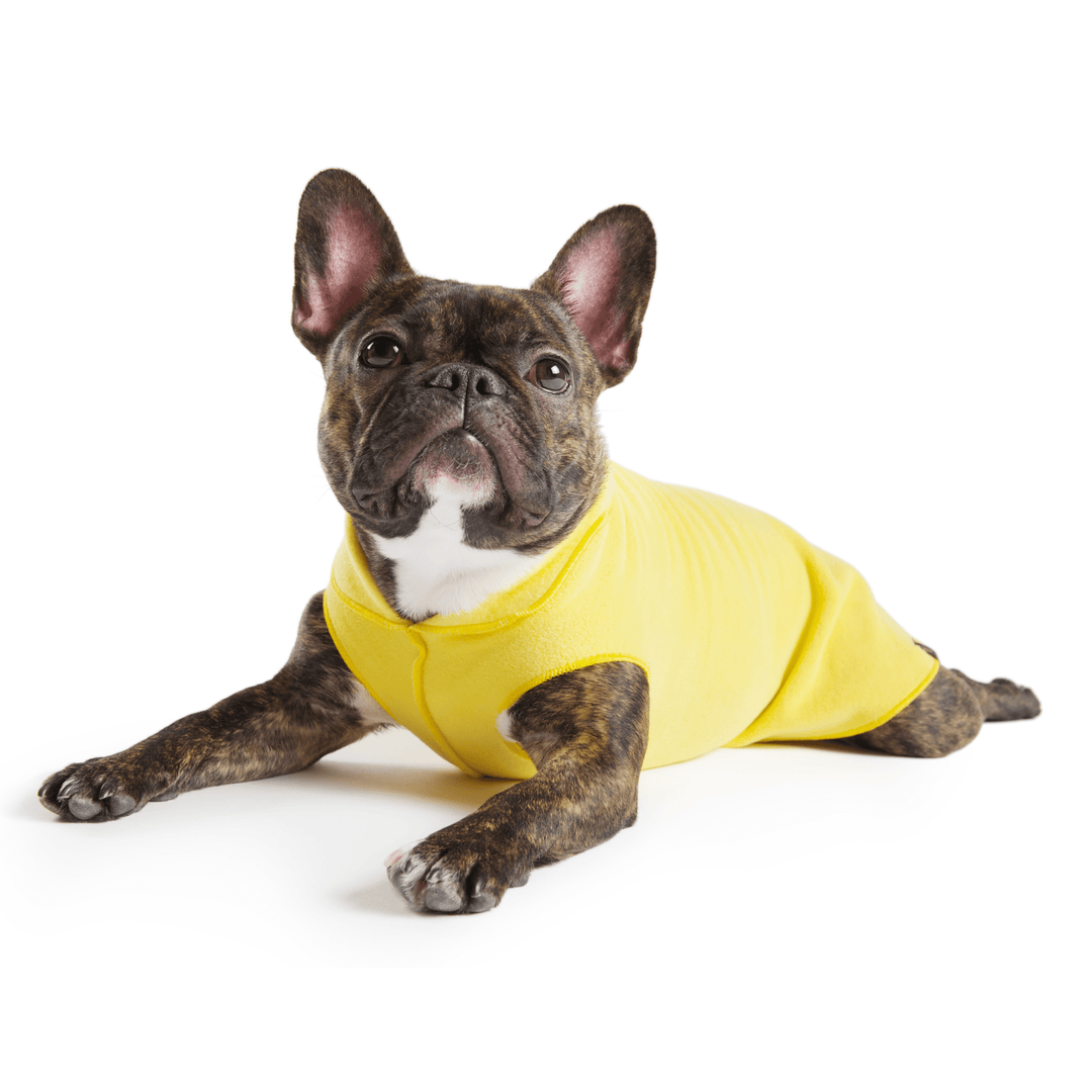 A French Bulldog lays wearing a Sunflower yellow Stretch Fleece in front of a white background