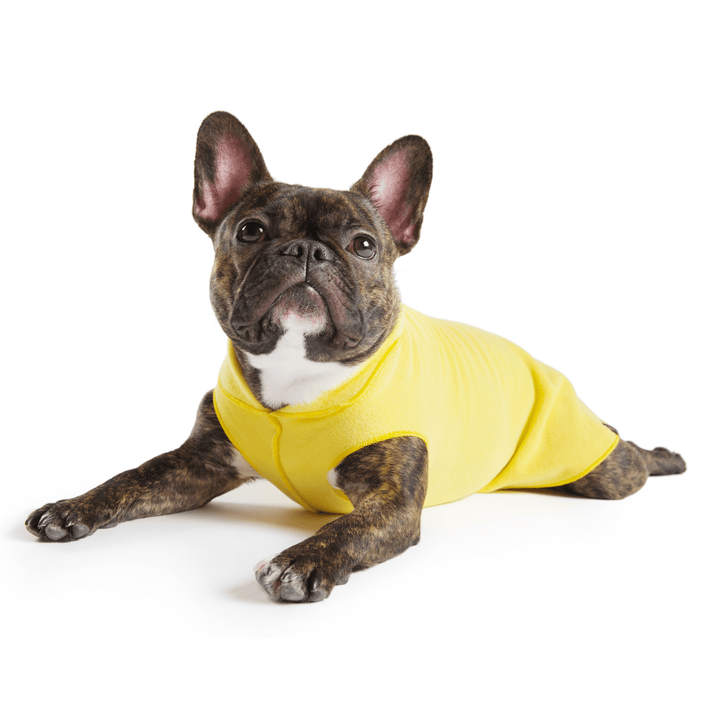 A French Bulldog lays wearing a Sunflower yellow Stretch Fleece in front of a white background